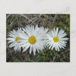 Cartão Postal F42 Flores Silvestres Brancas Aster Suave