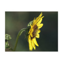 F43 Flor Amarela Silvestre Susã de Olhos Negros