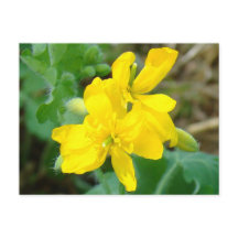 F44 Flores Silvestres Amarelas Mostarda Selvagem