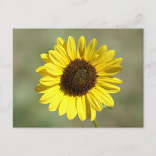 Cartão Postal F47 Flor Amarela Selvagem Girassol Anual Comum