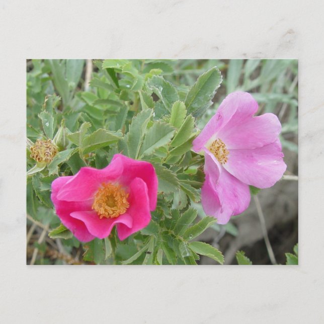 Cartão Postal F4 Rosas Silvestres de Alberta (Frente)