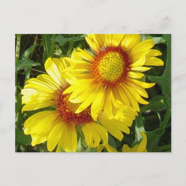 Cartão Postal F6 Flores Amarelas Gaillardia (Frente)