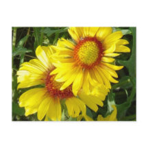 F6 Flores Silvestres Amarelas Gaillardia