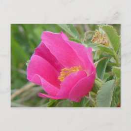 Cartão Postal F7 Alberta Wild Rosa