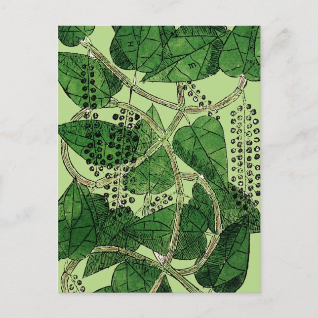 Cartão Postal Fábrica de Pimenta Negra, 1578 (Frente)