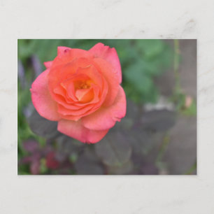Cartão Postal Fábrica de Rosa de Fotografias de Coral Rosa