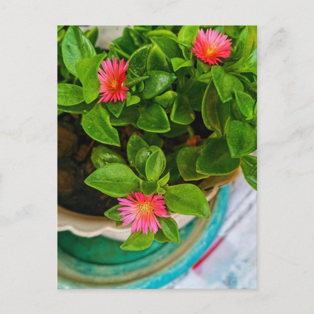 Cartão Postal Fábrica De Rosa Dom De Jardim Em Um Pote (Frente)