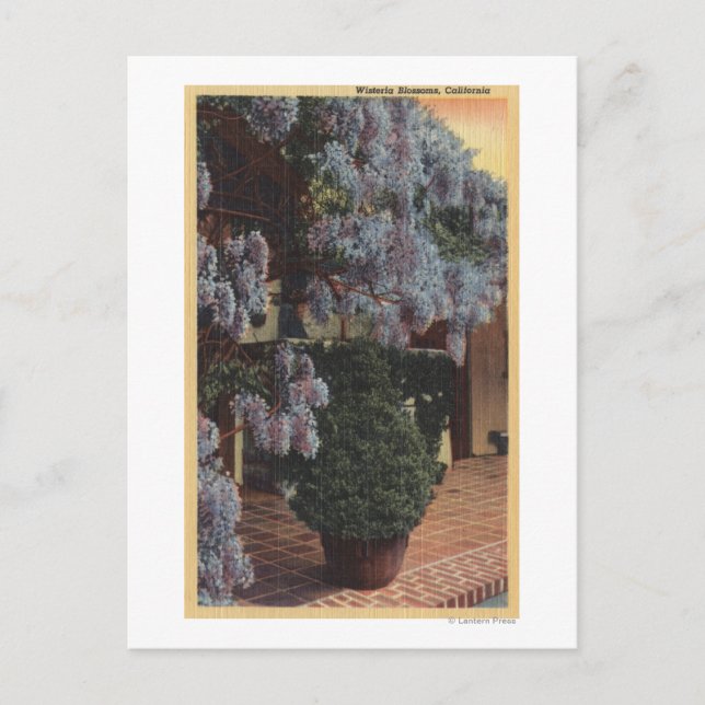 Cartão Postal Fábrica de Wisteria da Califórnia em Bloom (Frente)