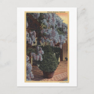 Cartão Postal Fábrica de Wisteria da Califórnia em Bloom