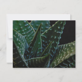 Cartão Postal Fábrica de Zebra Suculta
