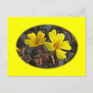 Cartão Postal Fábrica para uso doméstico florada a amarelo-oxa