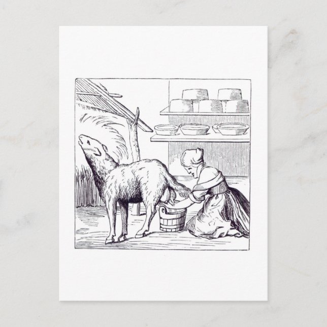 Cartão Postal Fabricação de queijos na Suíça, depois de um woo (Frente)