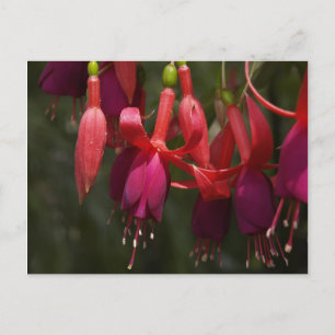 Cartão Postal Fabulosa Fuscia