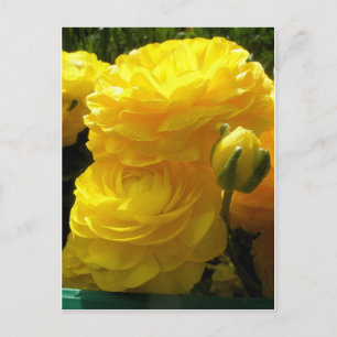 Cartão Postal Faça o meu amarelo