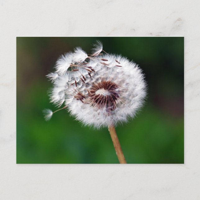 Cartão postal - Faça um Desejo (Frente)