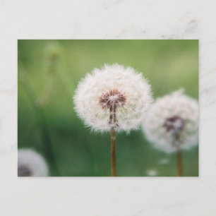 Cartão Postal Faça um desejo