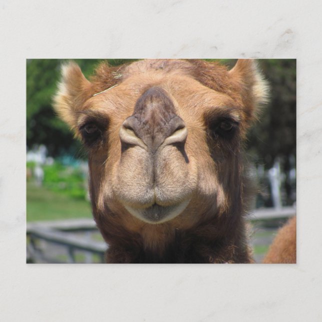 Cartão Postal Face de Camel (Frente)