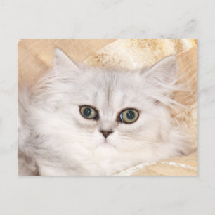 Cartão Postal Face de gatinho persa