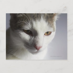 Cartão Postal Face de gato