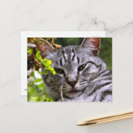 Cartão Postal Face de Gato de Prata