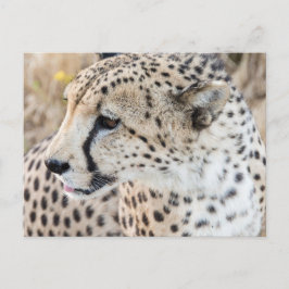 Cartão Postal Face de Guepardo Animal Selvagem