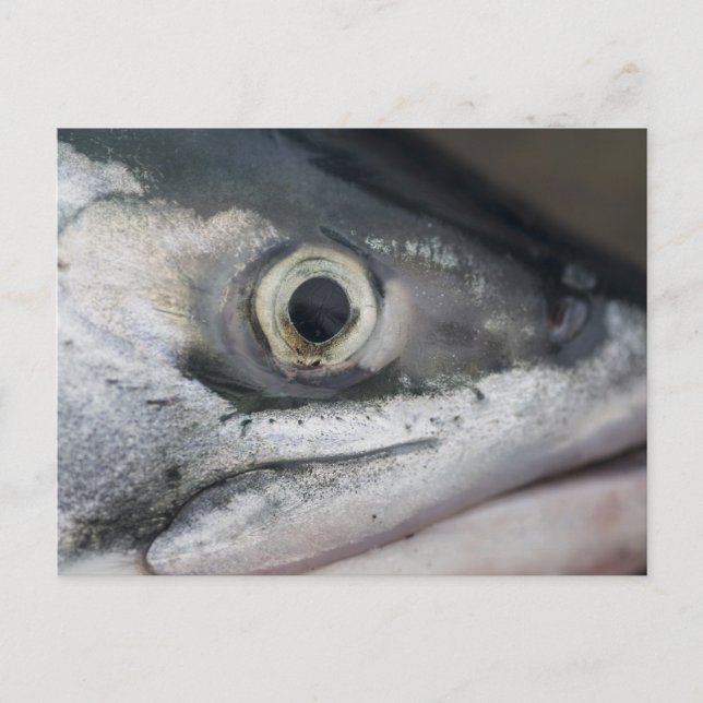 Cartão Postal Face de Salmão de Prata (Frente)