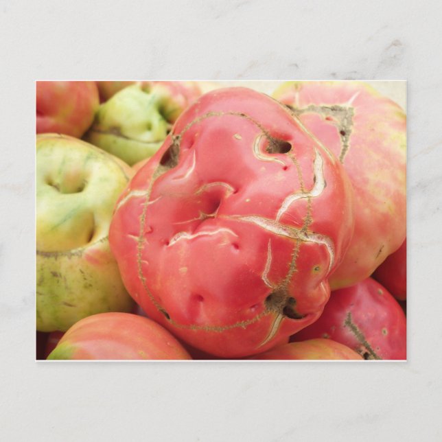 Cartão Postal Face de tomate (Frente)