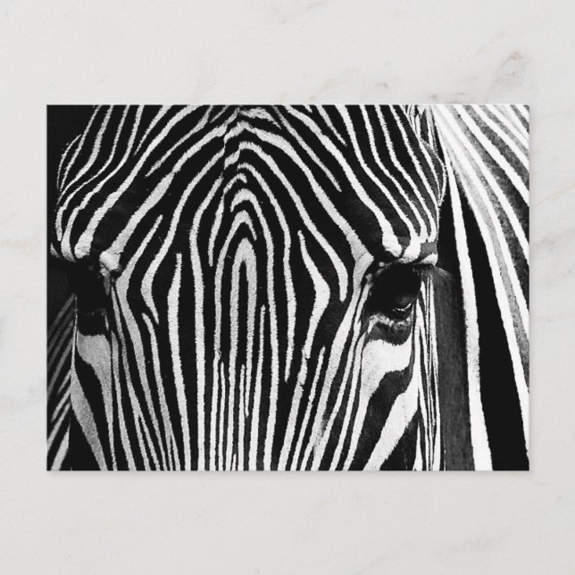 Cartão Postal Face de Zebra (Frente)