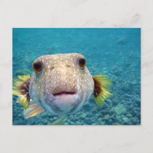 Cartão Postal Face próxima de um Puffer Fish Arothron Hispidus