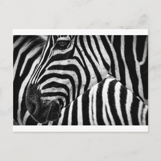 Cartão Postal Face Zebra (Frente)