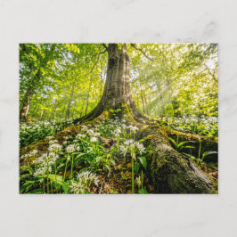Cartão Postal Faia na floresta de alho selvagem com abelhão