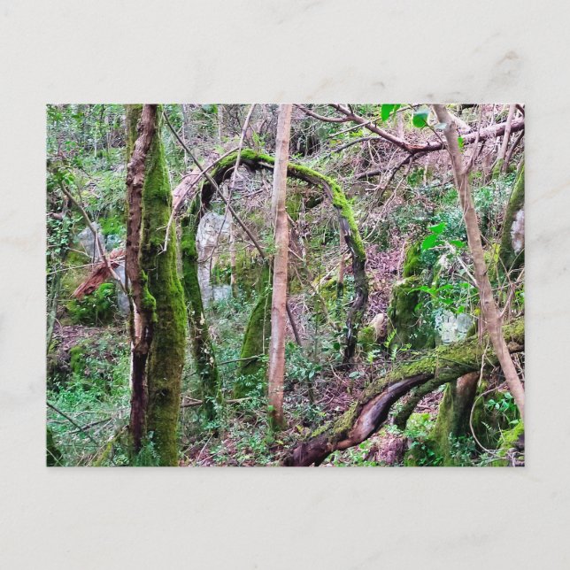 Cartão Postal Fairy Portal - Rio de Mouros - Conímbriga - PT (Frente)