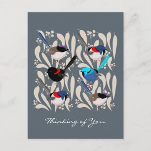 Cartão Postal Fairy Wrens