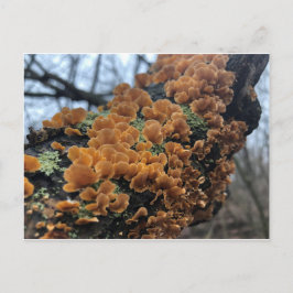 Cartão Postal Fairytale Fungus