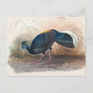Cartão Postal Faisão de Joseph Wolf, um faisão bombardeado por J