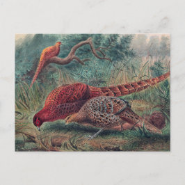 Cartão Postal Faisão de Soemmerring por Joseph Wolf