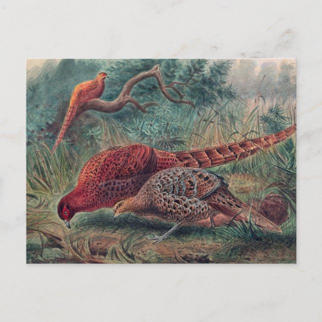 Cartão Postal Faisão de Soemmerring por Joseph Wolf (Frente)