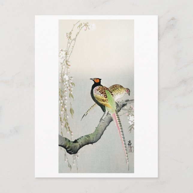 Cartão Postal Faisão e flor de cereja - Ohara Koson - (Frente)
