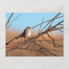 Cartão Postal Faísca branca-cortada sobre um bastão