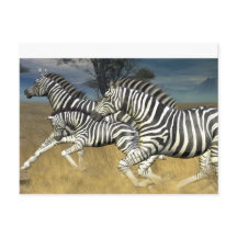 Faixas de Corrida - Cartão-postal Zebra