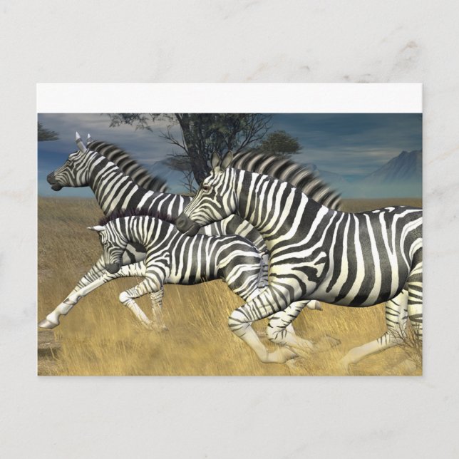 Cartão Postal Faixas de Corrida - Cartão-postal Zebra (Frente)