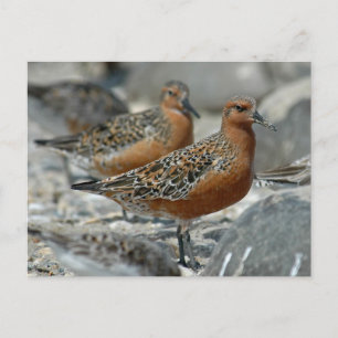 Cartão Postal Falaropo-de-bico-grosso