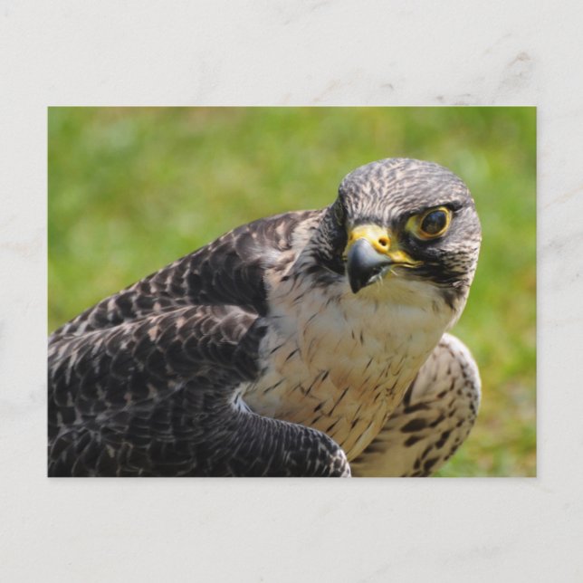 Cartão Postal falcão (Frente)