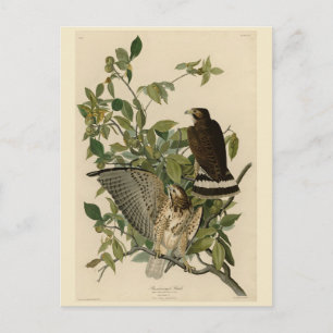 Cartão Postal Falcão de asa larga das Aves da América de Audubon