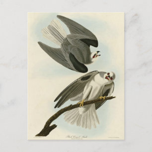Cartão Postal Falcão de asa negra - Aves da América de Audubon