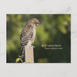 Cartão Postal Falcão de cauda vermelha
