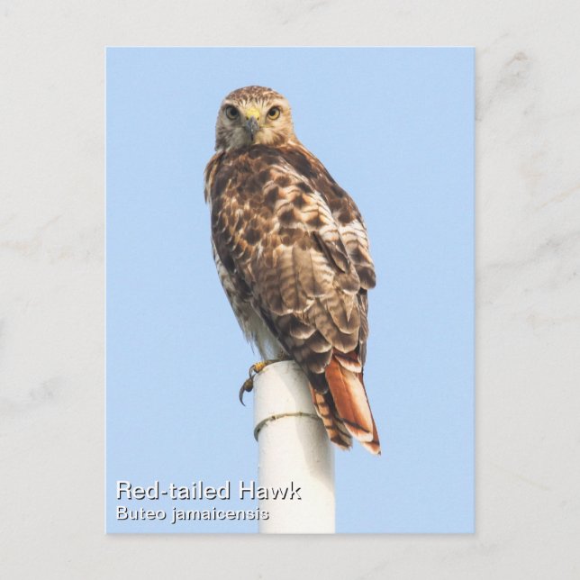 Cartão Postal Falcão de cauda vermelha (Frente)