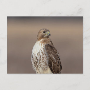 Cartão Postal Falcão-de-cauda-vermelha no Hudson Valley