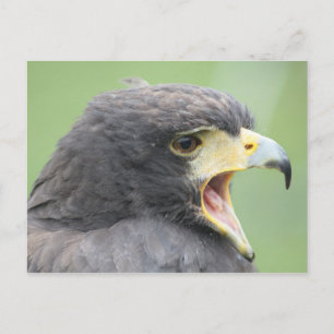 Cartão Postal Falcão-de-harris
