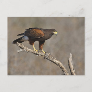 Cartão Postal Falcão-de-harris raptor empoleirado